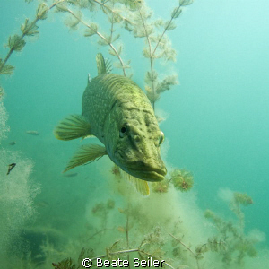 Northern Pike by Beate Seiler 